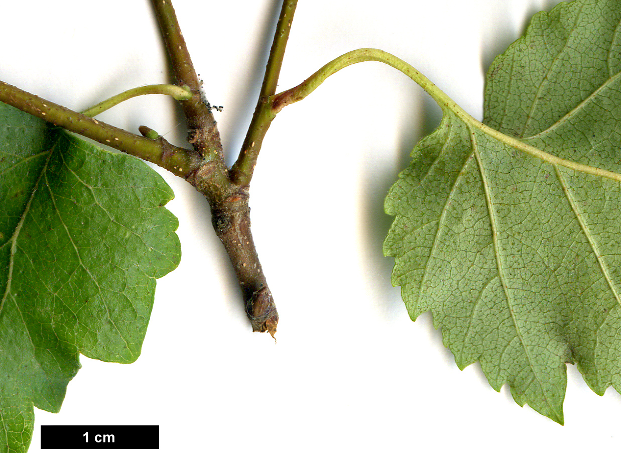 High resolution image: Family: Betulaceae - Genus: Betula - Taxon: ×caerulea (B.cordifolia × B.populifolia)